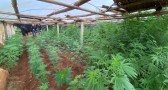 Dupla que cultivava grande quantidade de maconha em estufa é presa em Abelardo Luz