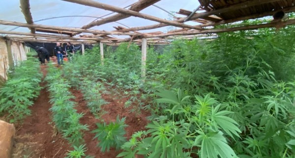 Dupla que cultivava grande quantidade de maconha em estufa é presa em Abelardo Luz