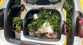 Homem é detido e seis pés de maconha são apreendidos em Marmeleiro