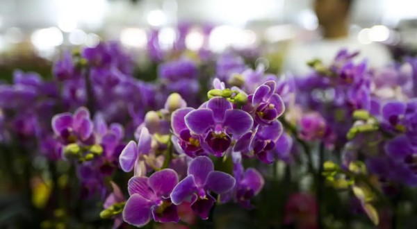 Primavera começa nesta segunda (22), com a chegada de frente fria