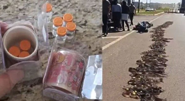 Passageiras são flagradas transportando tirzepatida e cabelos em ônibus na BR-277