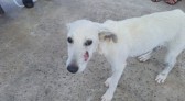 Policiais penais resgatam cachorro abandonado na PR-483 em Francisco Beltrão