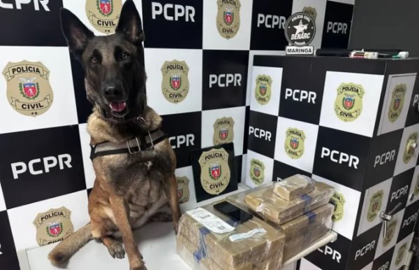 Cães policiais ajudam forças de segurança a apreender quase 150 toneladas de drogas em 2025