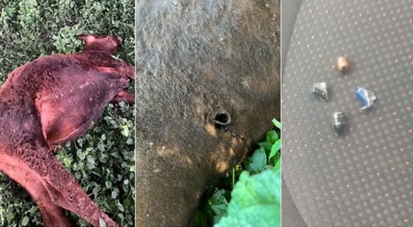 Moradora denuncia morte de bovino por disparo de arma de fogo