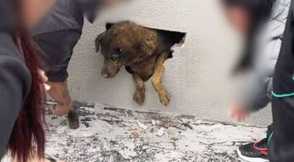 Cadela desaparecida há dez dias é encontrada dentro de parede concretada em obra