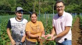 Produtores do PRODER iniciam colheita de pepino para conserva