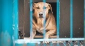 Projeto “Lei Orelha” é aprovado na Alesc com multas mais severas para maus-tratos contra animais