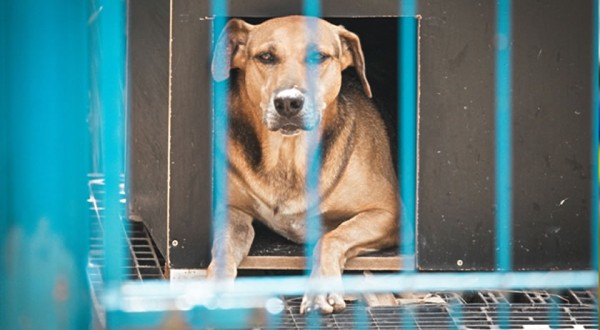 Projeto “Lei Orelha” é aprovado na Alesc com multas mais severas para maus-tratos contra animais