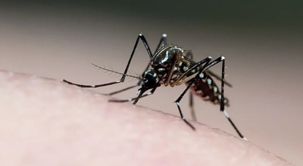 Brasil registra mais de 1 milhão de casos de dengue em 2024; mortes chegam a 207