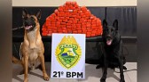 ROTAM apreende mais de 77 quilos de maconha em transportadora