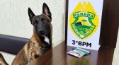 Cão farejador da PM localiza maconha em bagagem de passageiro