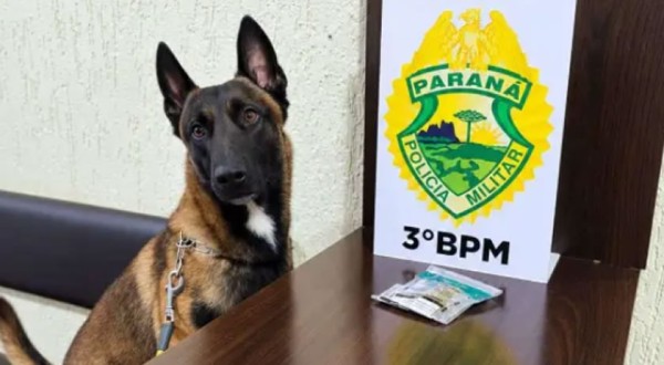 Cão farejador da PM localiza maconha em bagagem de passageiro