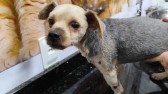 Atropelamento de cachorro e omissão de socorro: condutor se recusa pagar custas veterinárias