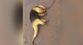 Tamanduá-bandeira é encontrado morto às margens da PR-180