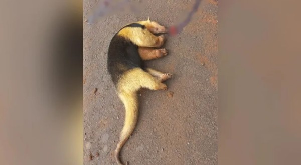 Tamanduá-bandeira é encontrado morto às margens da PR-180