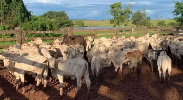 Furto de 12 bois é registrado em propriedade rural