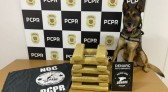 Polícia Civil apreende 17,200 kg de maconha durante Operação Protetor das Fronteiras e Divisas em Vitorino