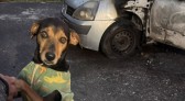 Homem é suspeito de incendiar carro com cachorro dentro em Criciúma