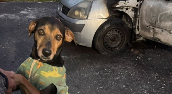 Homem é suspeito de incendiar carro com cachorro dentro em Criciúma