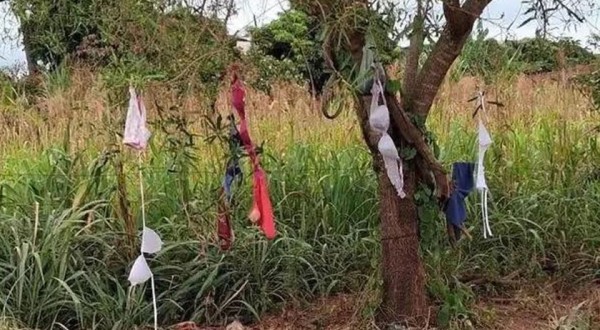lingeries aparecem penduradas em árvores de Paraíso do Norte