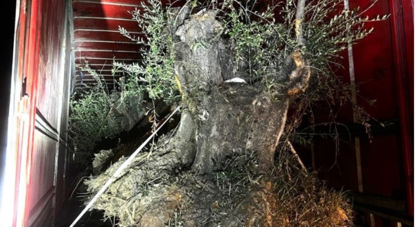 PF e PM apreendem caminhão com 8 oliveiras contrabandeadas