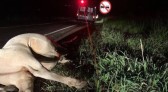Motociclista fica ferido após atropelar vaca, na PR 281