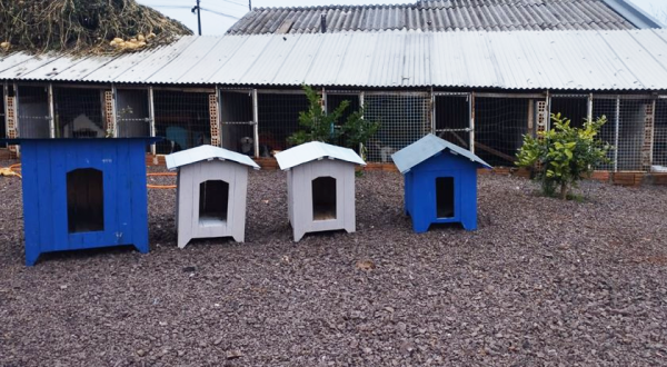 Projeto da Penitenciária inicia construção de casinhas de cachorro com material reciclável