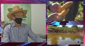 Com propriedades sem água campo sofre com redução na safra e produção de leite, informa secretário