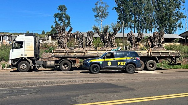 PRF apreende cinco oliveiras argentinas com suspeita de irregularidades em Vitorino