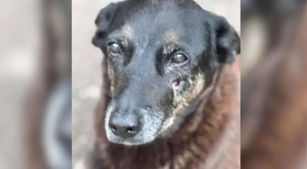 MP pede exumação do corpo do cão Orelha para apurar circunstâncias da morte