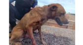 Homem é preso após esfaquear e tentar enterrar cachorro no PR