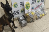 Polícia Militar apreende mais de 30 quilos de maconha