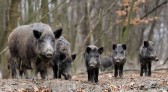 Pesquisa sobre javalis no meio rural segue até 30 de junho