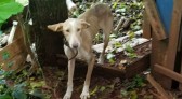 Após denúncias, mulher é detida por maus tratos aos animais; cachorros estavam desnutridos e mal podiam se mexer