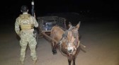 Burro de carga é encontrado com 300 quilos de maconha