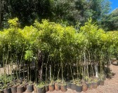 Meio Ambiente recebe mudas da COPEL para arborização urbana