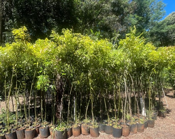 Meio Ambiente recebe mudas da COPEL para arborização urbana