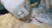 Atendimentos do Centro de Zoonoses aumentam a cada ano