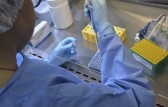 Vacina brasileira contra gripe aviária começa a ser testada em humanos