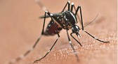 Sesa alerta para circulação de múltiplos sorotipos da dengue e reforça prevenção no Paraná