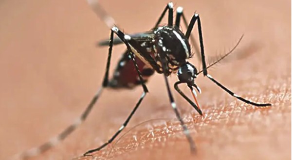 Sesa alerta para circulação de múltiplos sorotipos da dengue e reforça prevenção no Paraná