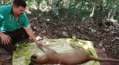 Onça-parda é resgatada no centro de Indianópolis por técnicos do IAT