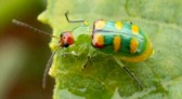 IDR-PR alerta produtores de hortaliças para combate à vaquinha verde-amarela