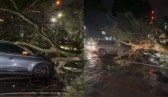 Árvore de grande porte cai sobre carro e deixa mulher ferida