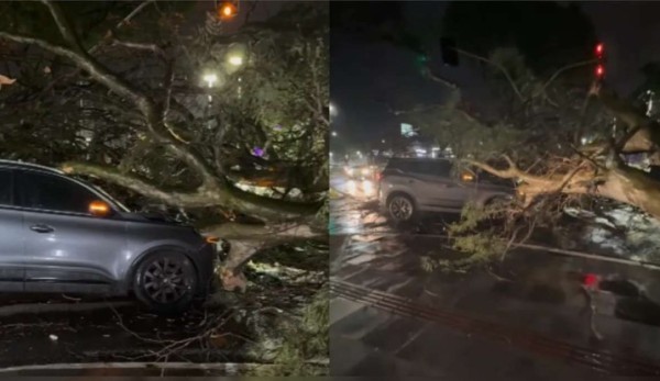 Árvore de grande porte cai sobre carro e deixa mulher ferida