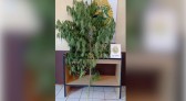 Polícia Militar apreende planta de maconha em Residência em Marmeleiro