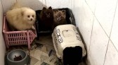 Cinquenta cães da raça Spitz alemão são resgatados em situação de maus-tratos