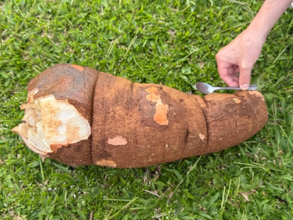 Família Turatti colhe mandioca gigante em Campo Erê e deixa em exposição no mercado local