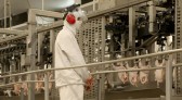 Melhor marca da história: Paraná responde por um terço da produção de frango do Brasil
