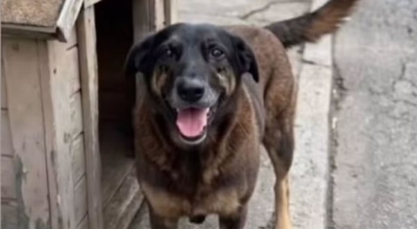 Após morte do cão Orelha, deputado de SC propõe internação de menores por maus-tratos a animais